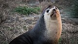 2021-03 Amsterdam Island - Subantarctic fur seal 98.jpg