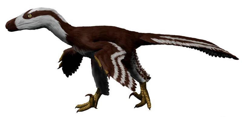 File:Acheroraptor NT small.jpg