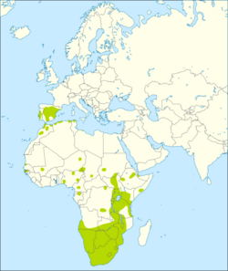 African reed warbler distribution map.svg