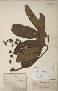Herbarium specimen of "Aglaia squamulosa"