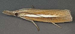 Agriphila selasella, North Wales, July 2014 (19700995420).jpg