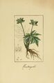 Album de la flora médico-farmacéutica é industrial, indígena y exótica (Pl. 60) (8157649369).jpg
