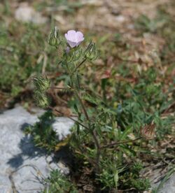 Althaea hirsuta.jpg