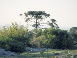 Araucaria angustifolia en Uruguay.jpg