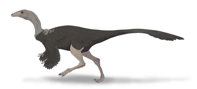 File:Archaeornithomimus.png