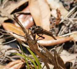 Asilidae. Robberfly. Near Proctacanthus milbertii (38058063676).jpg