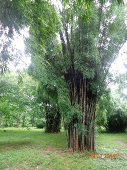 Bambusa affinis.JPG