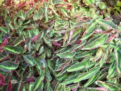 Begonia listada-IMG 1280 rbgs10dec.jpg
