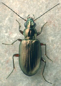 Bembidion chalceum.jpg