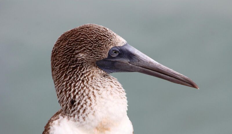 File:Blue-footed booby (Sula nebouxii) on Santa Cruz, Galápagos Islands.JPG