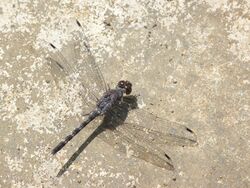 Bradinopyga geminata at Kadavoor.jpg