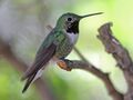 Broad-tailed Hummingbird male RWD.jpg