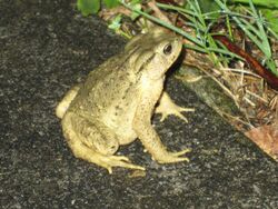 Bufo bankorensis Taroko Canyon Taiwan.jpg