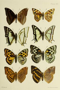Butterflies from China, Japan, and Corea (1892) (20322682728).jpg