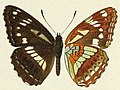Butterflies from China, Japan, and Corea (19142198000) Limenitis homeyeri.jpg