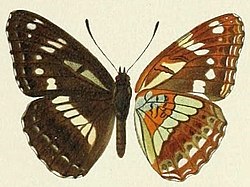 Butterflies from China, Japan, and Corea (19142198000) Limenitis homeyeri.jpg