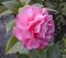 Camellia x williamsii 'Debbie'.jpg