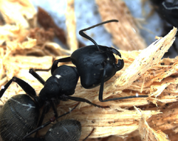 Camponotus pennsylvanicus.png