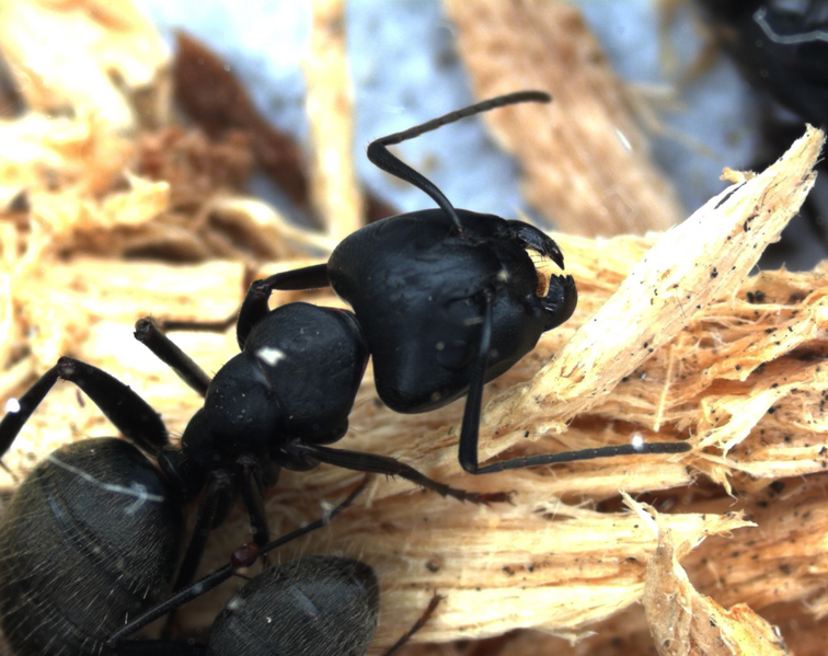 File:Camponotus pennsylvanicus.png