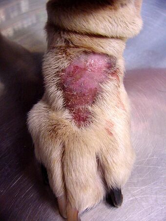Canine lick granuloma.jpg