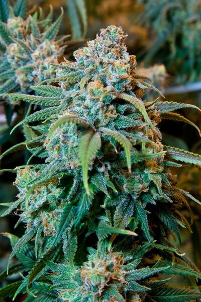 File:Cannabis Plant.jpg