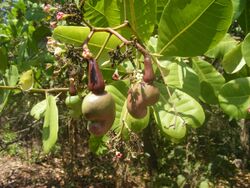 Cashew nut tree Anacardium occidentale with unripe nuts DSCF0333 (9).JPG