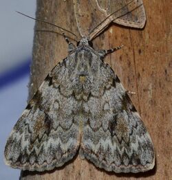 Catocala amica – Girlfriend Underwing Moth (James MdDermott ID) (14272942038).jpg