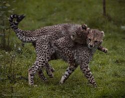 Cheetah Twins Playing (10817164135).jpg