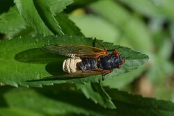 Cicada with extensive abdomen fungus 2021-05-31 093621 1 crop.jpg