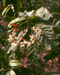 Clerodendrum schmidtii.jpg