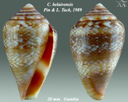 Conus belairensis 2.jpg