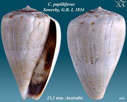 Conus papilliferus 2.jpg