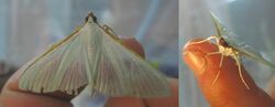 Crambidae-Spilomelinae-Stemorrhages sericea -collage.jpg