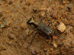 Cylindera umbropolita Bandipur.jpg