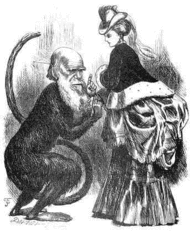 Victorian era cartoon of Darwin as a monkey looking at a woman in a bustle dress