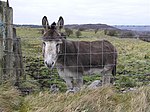 Donkey, Kilgarrow - geograph.org.uk - 1167897.jpg