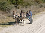 Donkey cart, Seronga, Botswana - panoramio.jpg