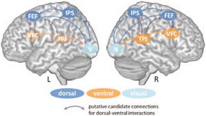 Dorsal and ventral attention systems