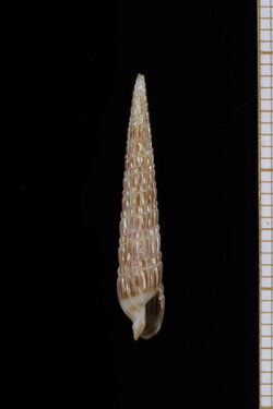 Duplicaria teramachii (MNHN-IM-2013-68113).jpeg