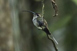 Eastern Long-tailed Hermit - Rio Tigre - Costa Rica MG 8436 (26084791724).jpg