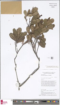 Elaeocarpus homalioides.jpg