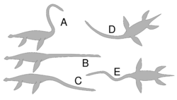 Five gray silhouettes of elasmosaurs in different neck positions on a white background