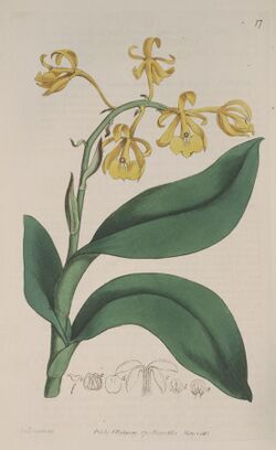 Epidendrum nutans - The Bot. Reg. 1 pl. 17 (1815).jpg