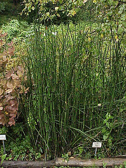 Equisetum hyemale3.jpg