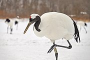 Black-and-white crane with red forehead