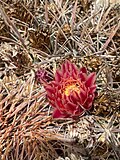 Ferocactus chrysacanthus chrysacanthus 188804657.jpg