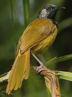Flickr - Rainbirder - Oriole Warbler (Hypergerus atriceps) (1).jpg
