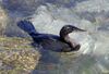 Flightless Cormorant (Phalacrocorax harrisi) -swimming2.jpg