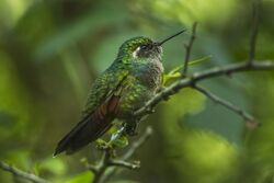 Garnet-throated Hummingbird - Mexico S4E7405.jpg