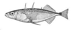Gasterosteus aculeatus aculeatus.jpg